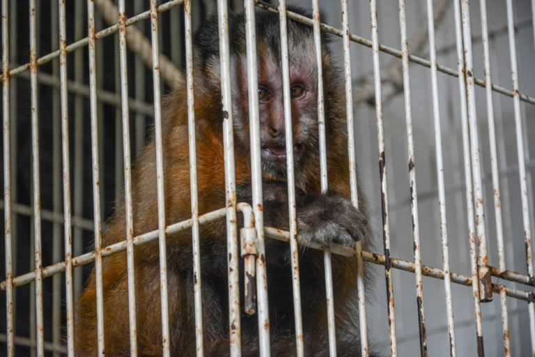 Rescatan animales exóticos de una vivienda en Ituzaingó