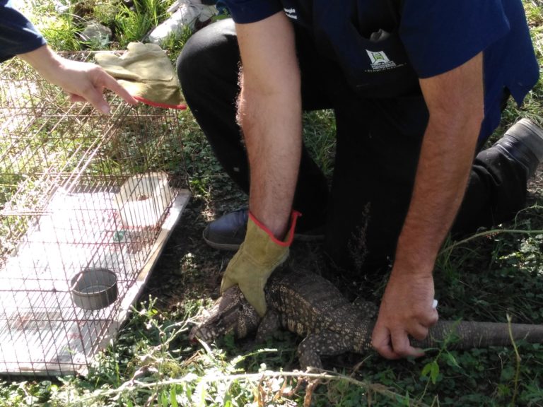 Malvinas Argentinas: Liberaron animales de la granja educativa