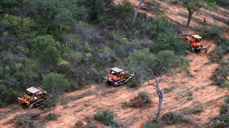 La tasa de deforestación en Salta fue la más alta del mundo en los últimos años