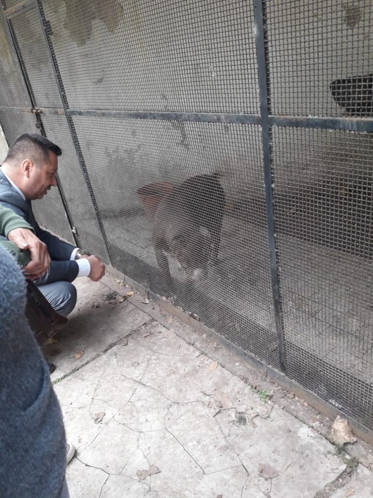 Detenido en la cárcel y los pitbulls en casa