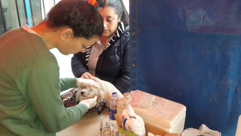 OPERATIVO DE ZOONOSIS