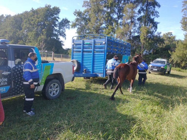 Matheu: la Municipalidad de Escobar rescató y puso a resguardo a seis caballos que eran sometidos a maltrato