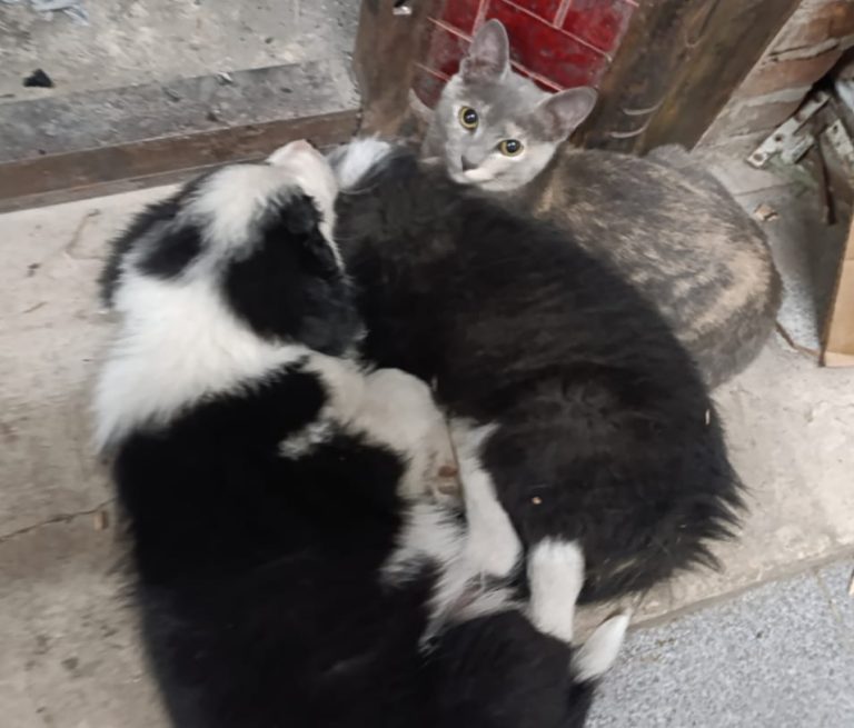 San Miguel realiza operativos de zoonosis en todos los barrios